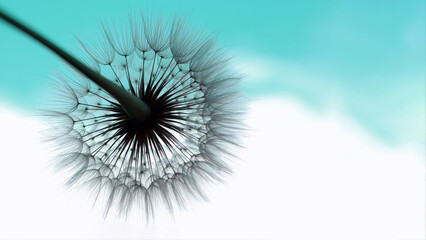 Single fluffy dandelion in focus on a soft turquoise sky backdrop. Elegant nature macro with...