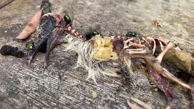 Green bottle flies feeding and laying on a dead newly hatched pigeon
