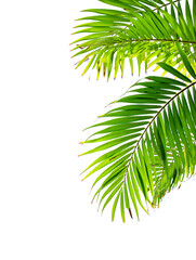 Fototapeta premium Tropical foliage for natural design elements and background applications