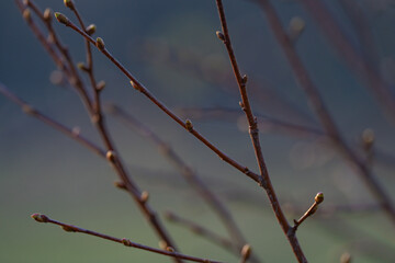 spring climbing plants with green buds