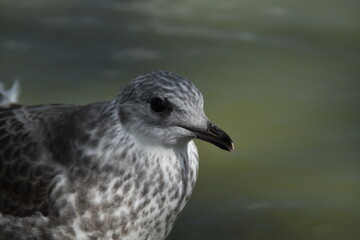 This is a young common gull in nature in summer day. You can see the head of the bird in the picture.