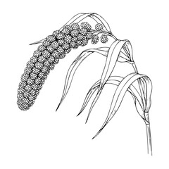 Single Millet Stem Bending to the Side Isolated on Transparent PNG Background – Hand Drawn Illustration