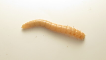 Caterpillar-like larva found in garden during afternoon exploration in late summer