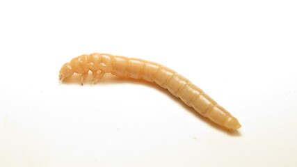 Larva crawling on a white surface during springtime exploration in a natural habitat