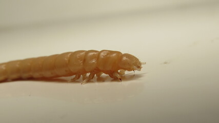 Detailed view of a pale caterpillar moving across a light surface in a close-up shot showcasing its...