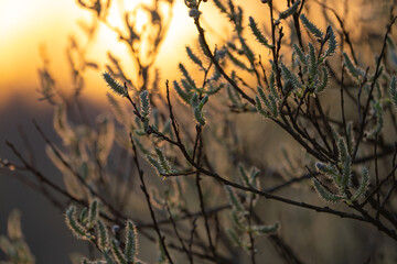 spring climbing plants with green buds