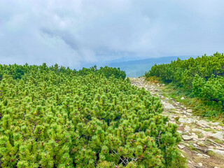 Deserted forest trail surrounded by young pine trees in thick mist, captured in the Karpacz...