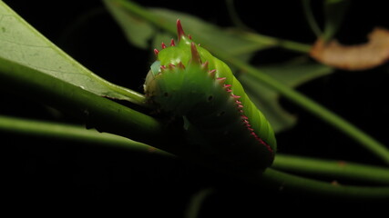 Bright green caterpillar with spiky red features resting on a leaf during the night in a tropical...