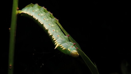 Bright green caterpillar resting on a leaf in a dark environment showcasing its unique features and...