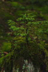 Lush green forest floor covered in moss and surrounded by tall trees in early morning fog. Hiking in Carpathian Mountains, Ukraine