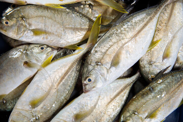 A Vibrant Fresh Fish Display at the Local Market, Showcasing Various Seafood Options