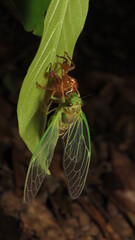 Cicada emerging from its exoskeleton on a leaf during a warm summer evening in the forest
