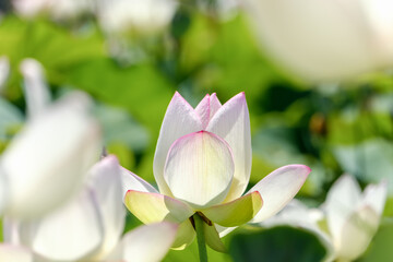 Fototapeta premium 淡いピンク色の蓮の花のつぼみと緑の背景