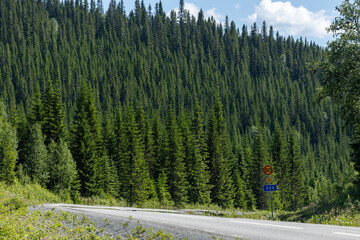 Duved, Sweden A mountain road and pine trees.