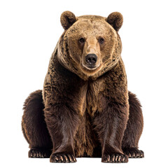 Brown bear sitting front view isolated on transparent background