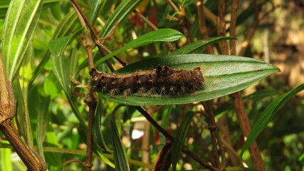 Unique caterpillar resting on a green leaf in a lush garden during daytime