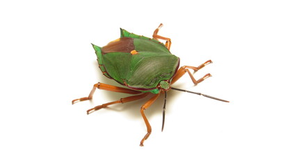 Close-up view of a vibrant green shield bug exhibiting its colorful shell and intricate details in...