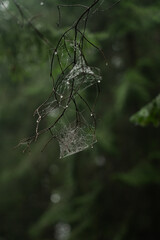 Dew-covered spider webs hang delicately from tree branches in a misty forest during a rainy morning. Carpathian Mountains, Ukraine