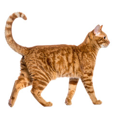 Bengal cat walking profile view isolated on transparent background