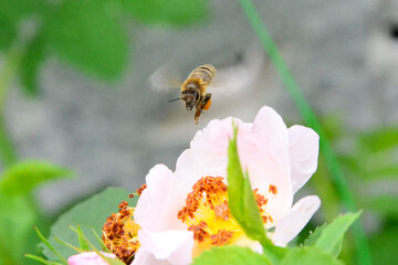 Bee flying near a wild rose – macro photo