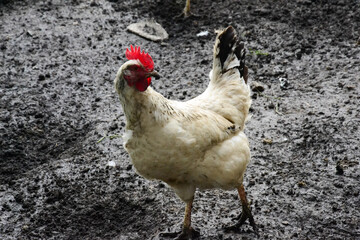 White farm chicken on muddy ground – front view