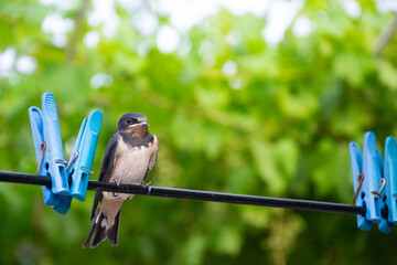 Swallow on a clothesline – front view