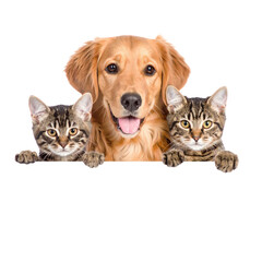 Golden retriever dog and two tabby cats peeking over edge isolated on transparent background