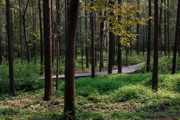 forest in autumn