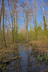 Obraz premium Swamp in a bare winter forest in Molsbroek nature reserve, Lokeren, Flanders, Belgium 