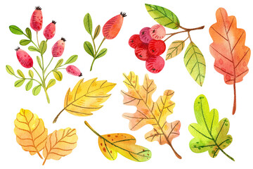 Set of autumn mushrooms, leaves, berries. Watercolor botanical illustration. Hand drawn plants. Isolated on white background