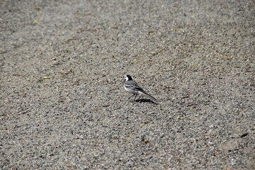 A male wagtail is walking on a road in bright summer day.