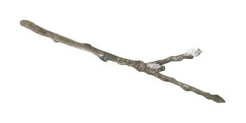 A bare tree branch covered with frost, snow and ice. Watercolor illustration of a hoarfrost wood stick. Hand drawn vintage sketch on white isolated background. Water color painting art image