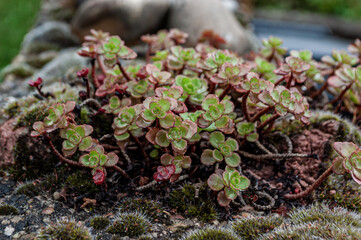Steingartengewächs wächst auf einer Mauer.