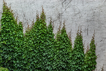 Wand mit hochrankendem Efeu