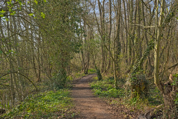 Hiking trail in a sunny bare forest in Molsbroek nature reserve, Lokeren, Belgium
