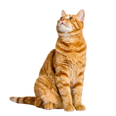 Orange tabby cat sitting and looking up isolated on transparent background