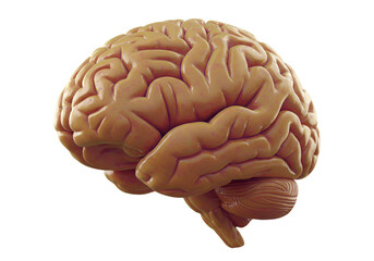 3D Illustration of Human Brain on Transparent Background