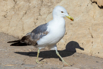 A seagull walking gracefully on a rocky surface with a golden beak. The bird's feathers show a blend of white and gray, captured in natural sunlight, conveying a serene coastal atmosphere.