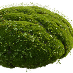 3D Illustration of Lush Green Moss Isolated on Transparent Background