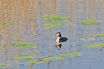 Grebe swimming in a lake with water lily leaves in Molsbroek nature reserve, Lokeren, Flanders, Belgium - Podicipedidae