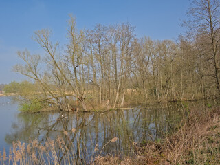 Fototapeta premium Molsbroek lake with bare trees and golden reed on a sunny day with clear blue sky. Lokeren, Flanders, Belgium 