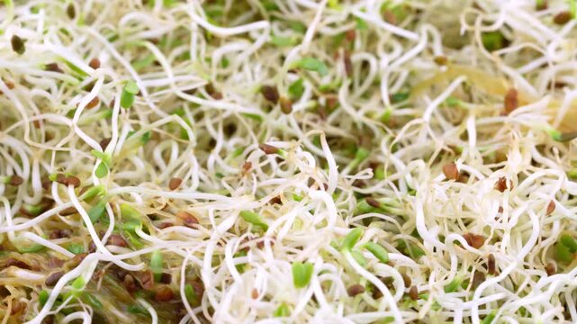 closeup alfalfa sprout leaf food rotate rotation food video footage background