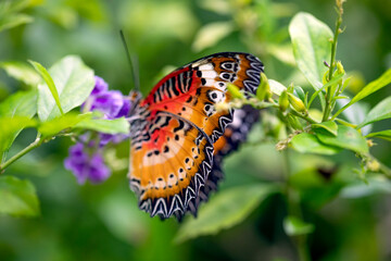 Beautiful colorful monarch butterfly on leaves and blurred green background