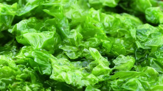 closeup green laver ulva lactuca or sea lettuce seaweed food rotate rotation food video footage background