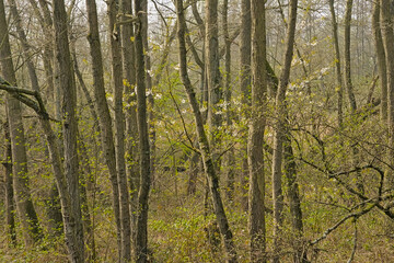 Obraz premium Sunny springtime forest, with bare trees and hawothorn bush with white blossoms in Molsbroek nature reserve, Lokeren, Belgium 