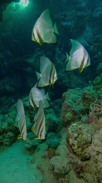 Vertical footage, Group of Spadefish swimming above bottom near coral reef, Slow motion of Orbicular Batfish, Platax orbicularis floating over seabed