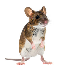 Small brown and white mouse standing on hind legs isolated on transparent background