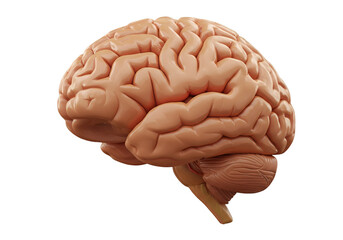 3D Illustration of Realistic Human Brain on Black Background