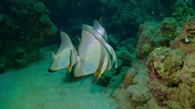 Group of Spadefish floats over seabed near a coral reef, Close-up, Slow motion of Orbicular Batfish, Platax orbicularis swim above bottom