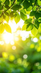 Bright morning sun shining through fresh green leaves on a tree branch, creating a natural background with beautiful bokeh.